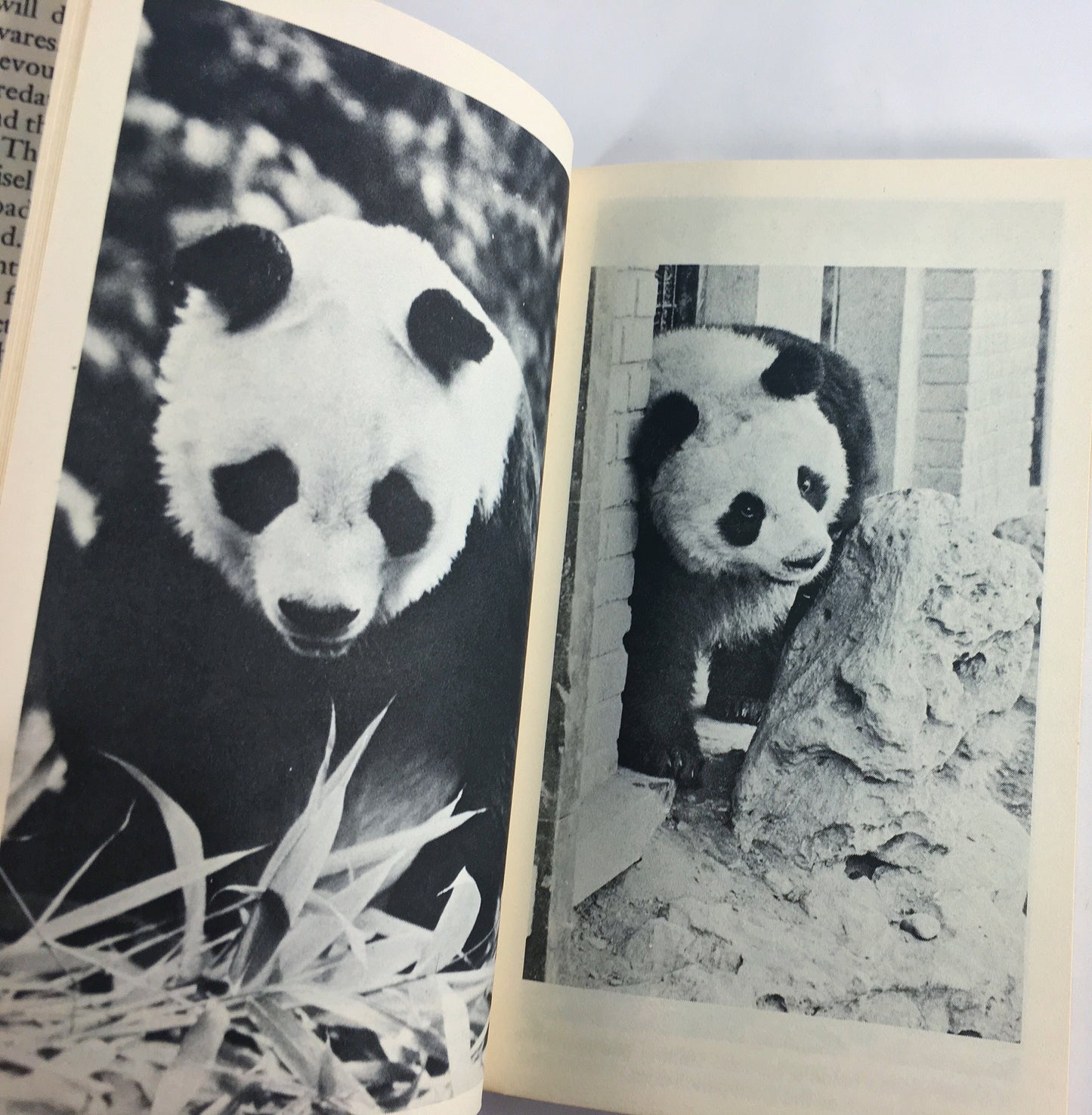 Pandas by Joseph Davis. Vintage children & young adult paperback book. Educational fun facts with photos.