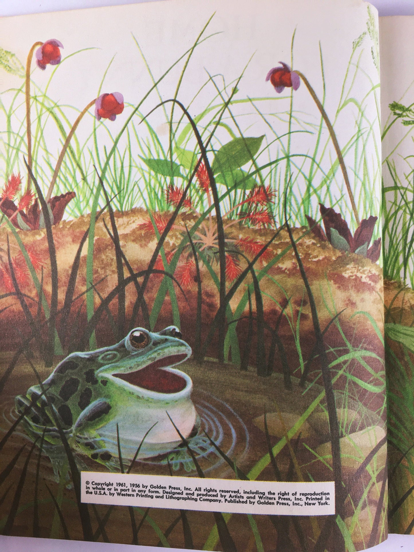 Margaret Wise Brown Home for a Bunny illustrated by Garth Williams. Little Golden Book circa 1961 vintage “D” early printing