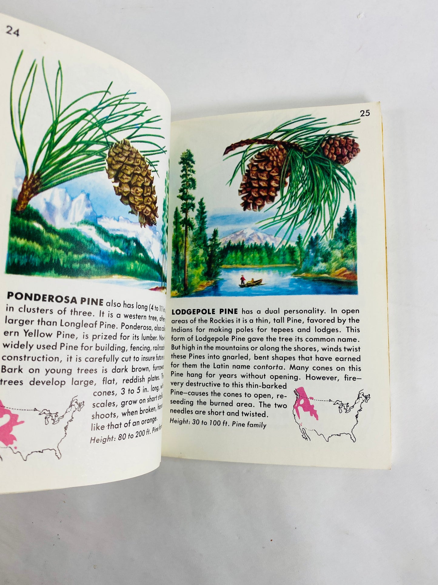 Golden Guide Book to Trees vintage paperback books circa 1985 Whitman Golden