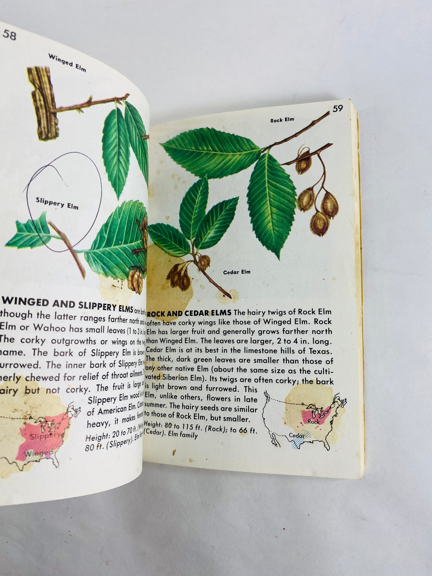Golden Guide Book to Trees vintage paperback books circa 1985 Whitman Golden
