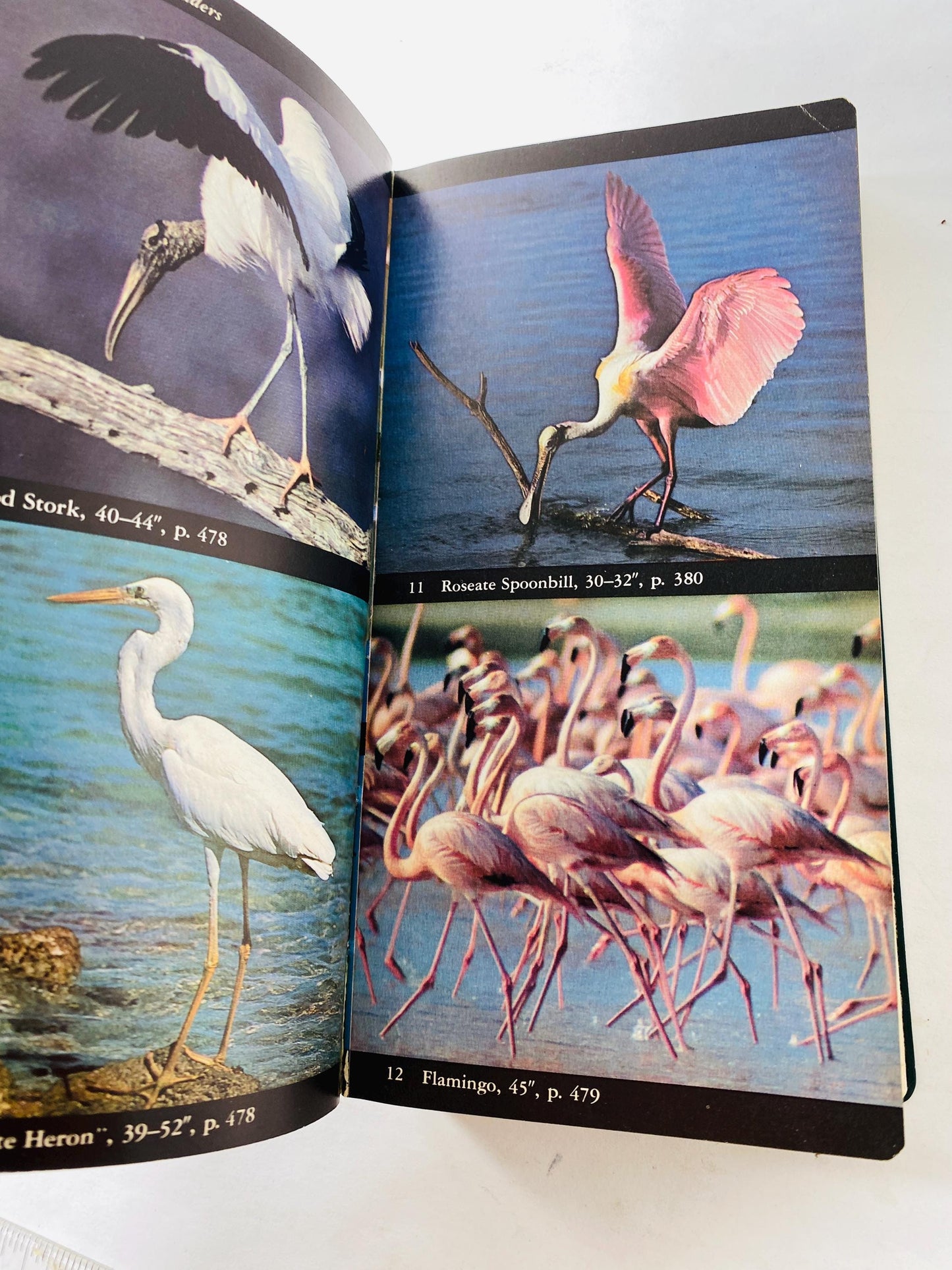 Audubon Field Guide to North American Birds, Seashells & Sea Creatures. Vintage books 1981