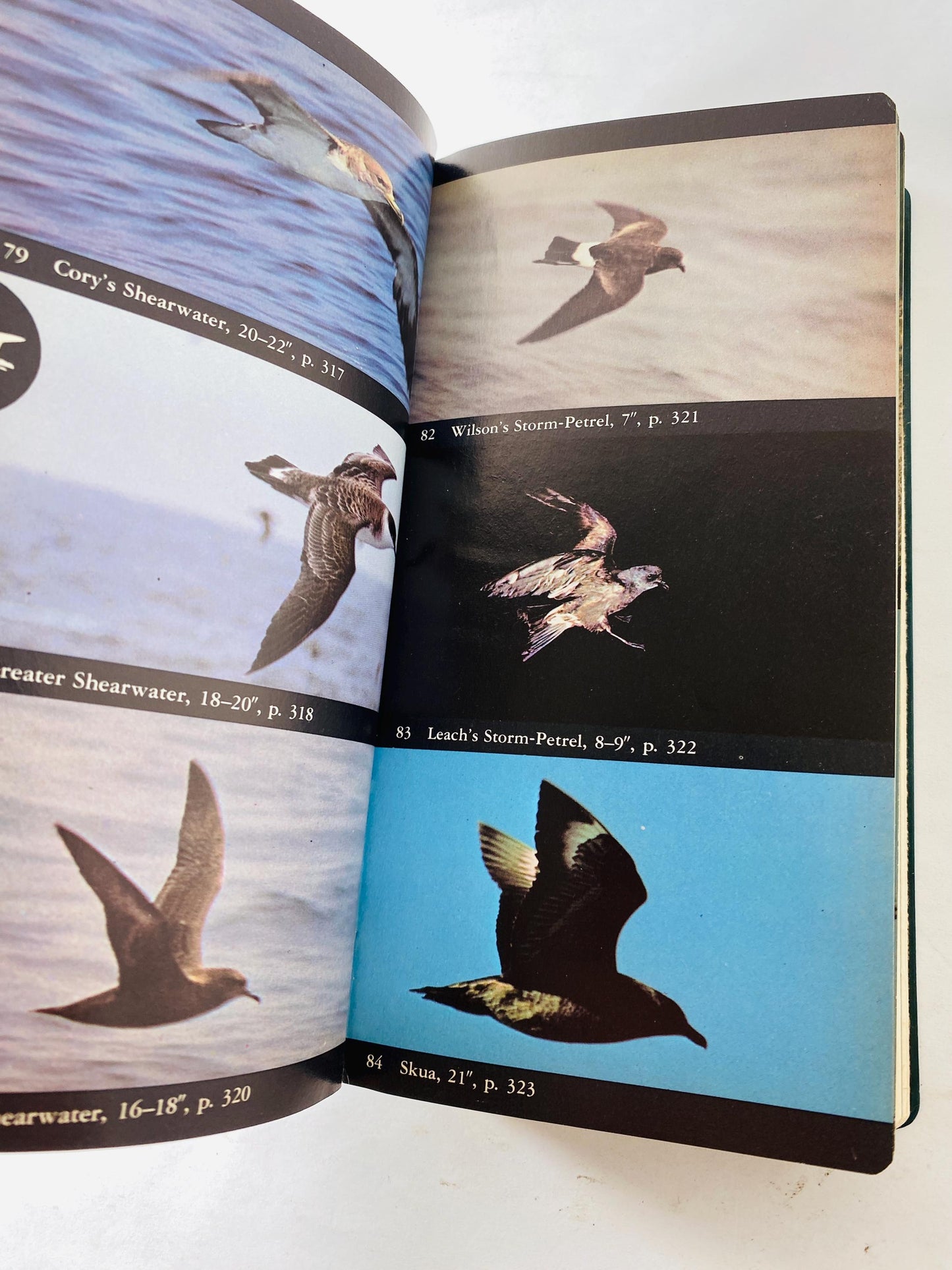 Audubon Field Guide to North American Birds, Seashells & Sea Creatures. Vintage books 1981