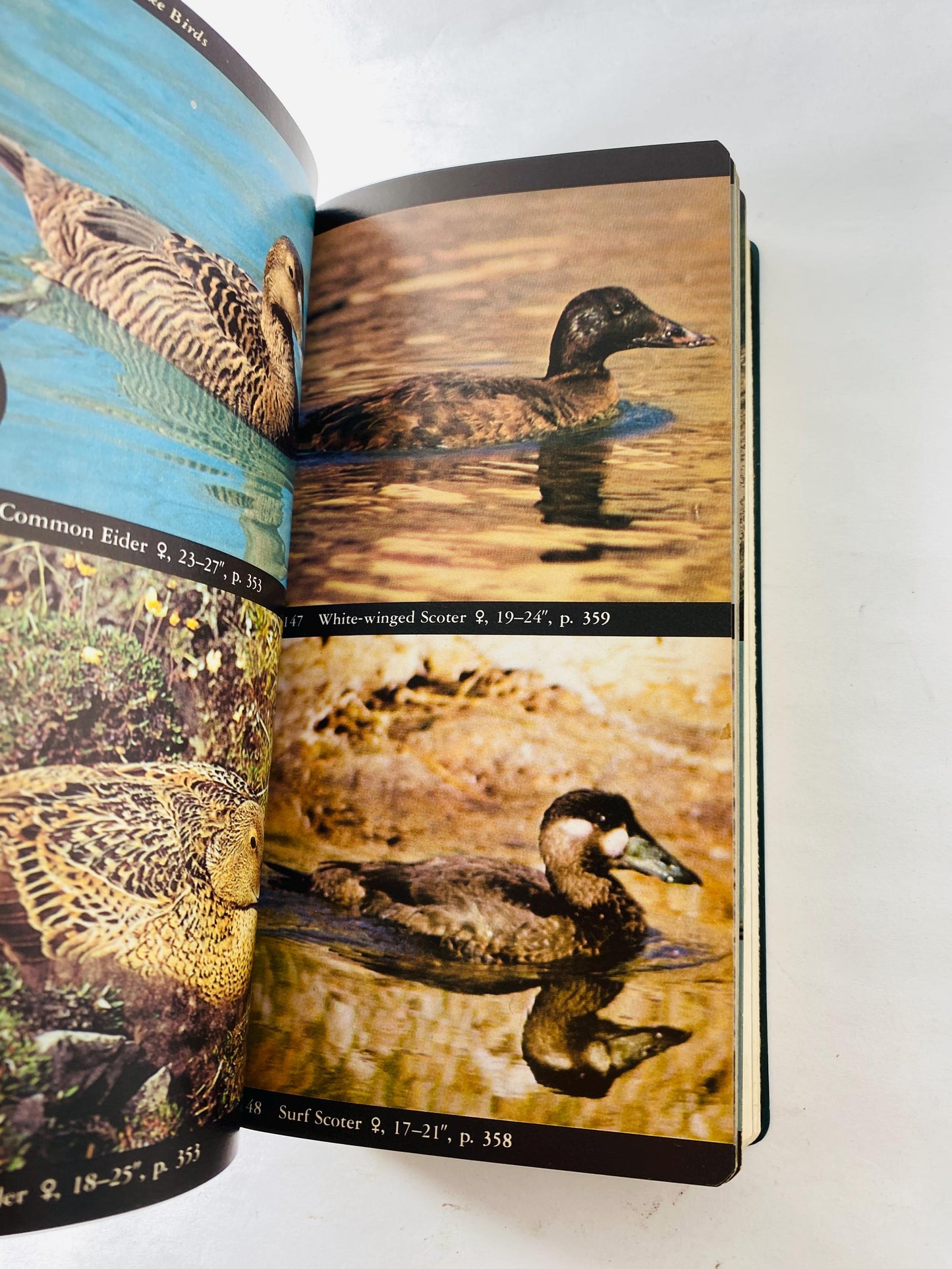 Audubon Field Guide to North American Birds, Seashells & Sea Creatures. Vintage books 1981