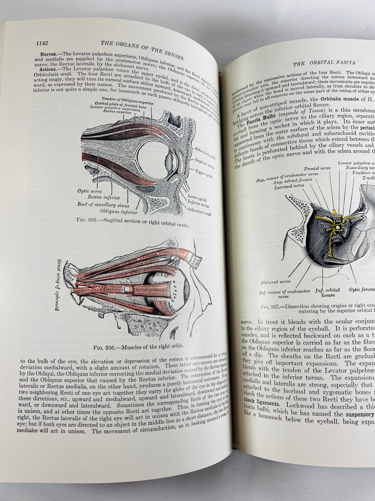 Gray's Anatomy vintage book circa 1956 by Henry Gray 26th Edition Surgery Medicine Physician Doctor gift Office decor Poor Condition