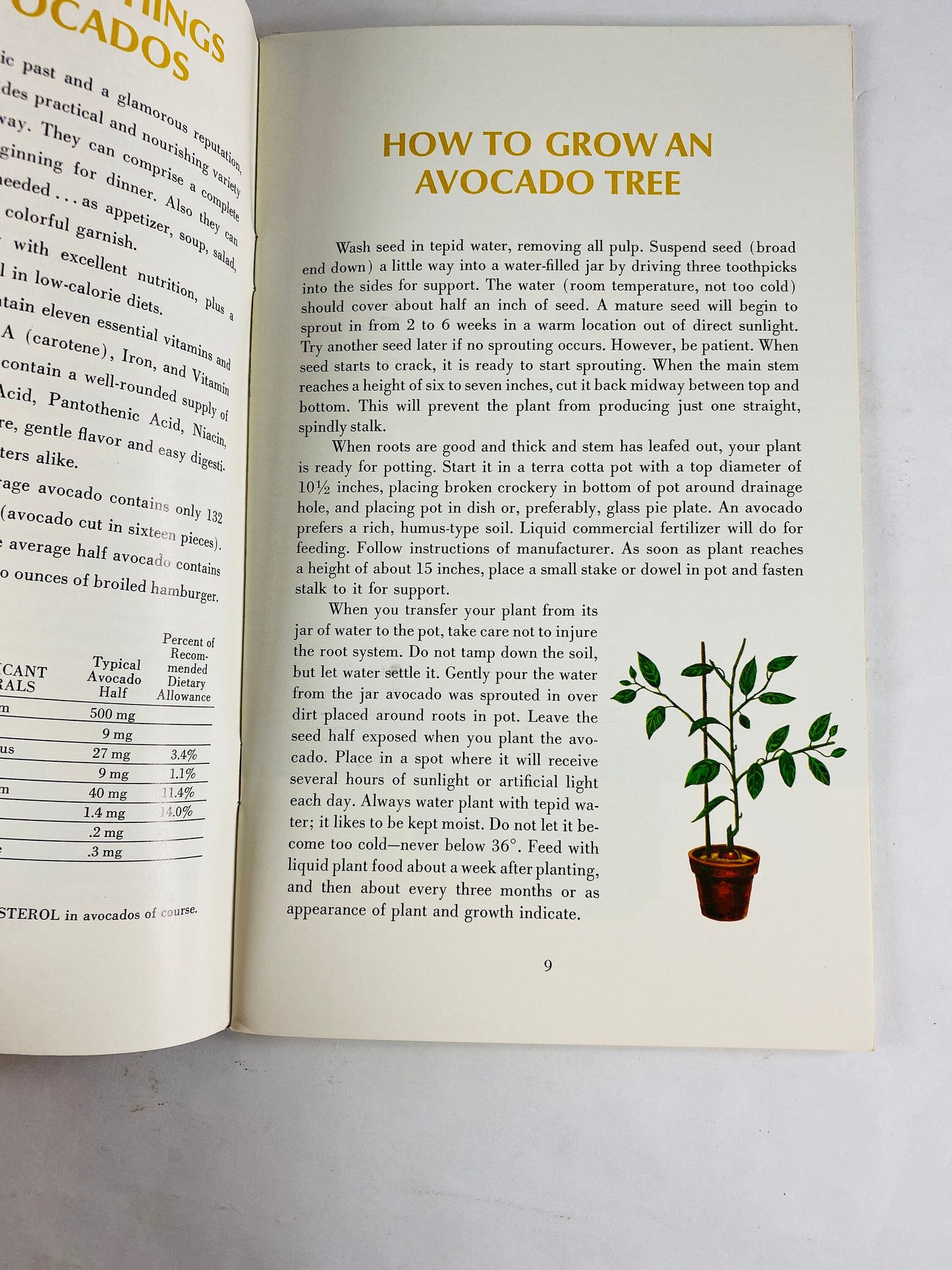 Avocado vintage California cookbook booklet featuring Avocado Bravo, its history, plant instructions and recipes. Aquacates Rellenos salsas