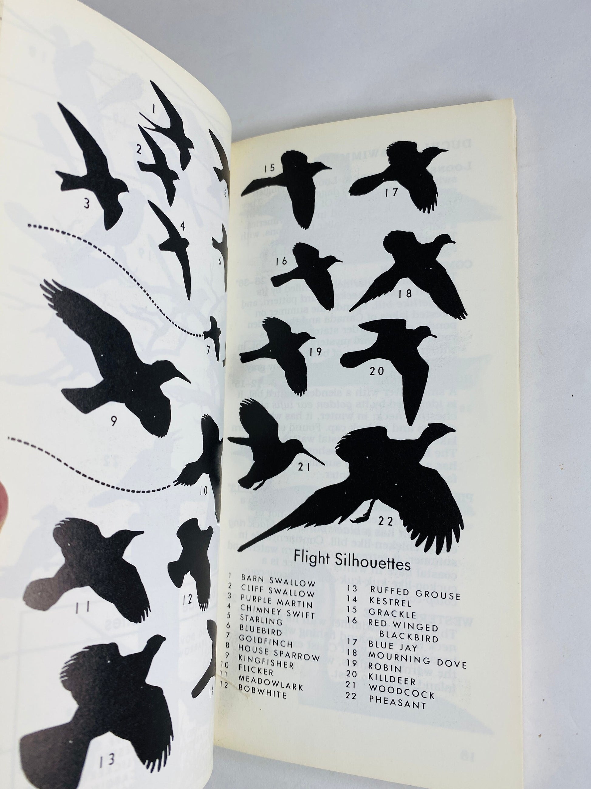 1985 Roger Tory Peterson First Guides to Birds Vintage simplified paperback book. National Audubon Society Field Guide gift