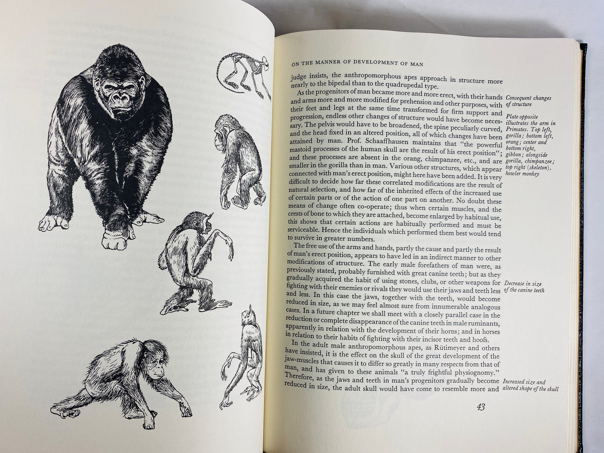 Charles Darwin Descent of Man Selection in Relation to Sex GORGEOUS Easton Press leather bound book 22kt gilt outdoors nature lover gift