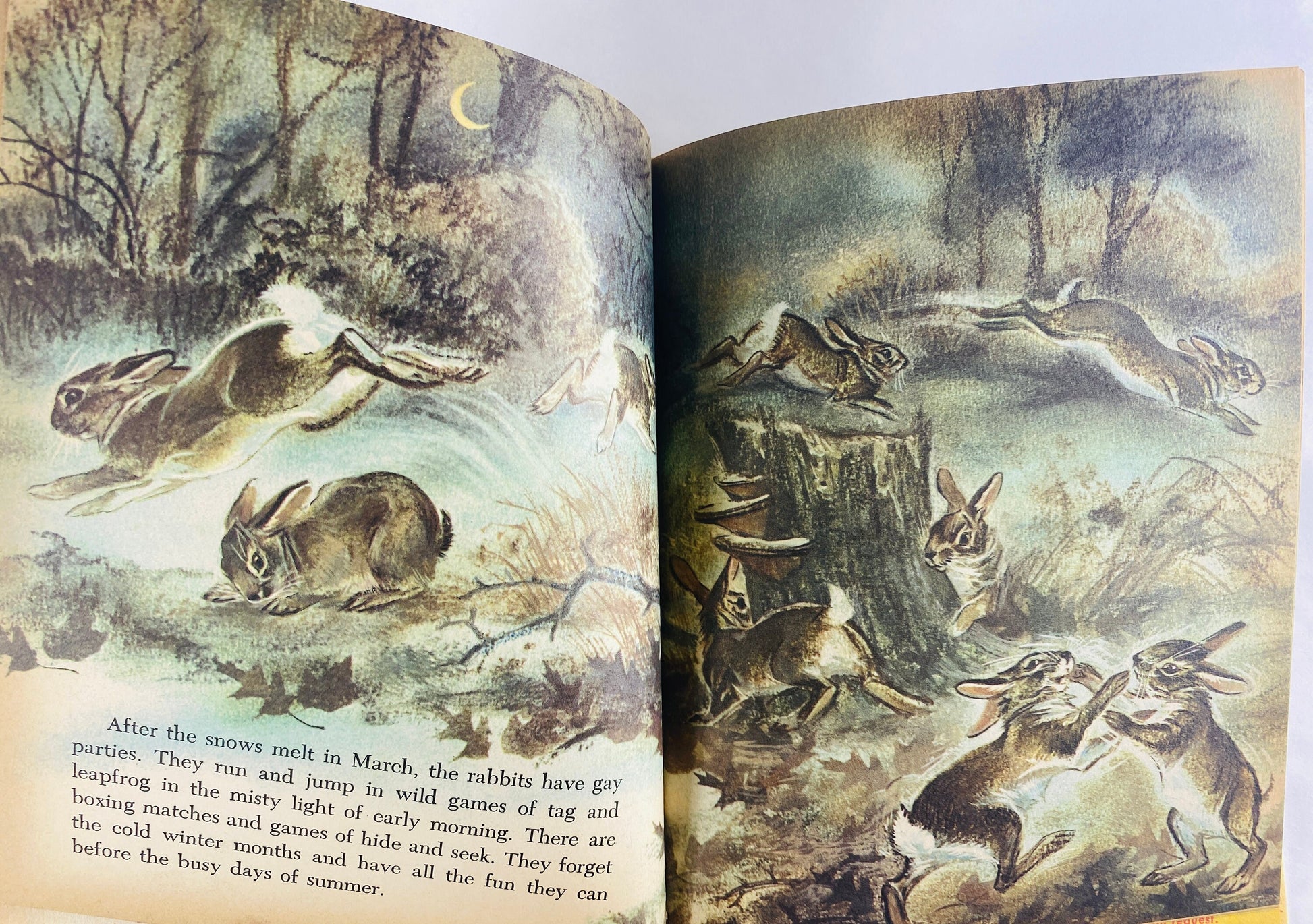 Wonder Book of Cottontails and other Rabbits vintage children's book circa 1965 by Cynthia Koehler BEAUTIFUL illustrations!