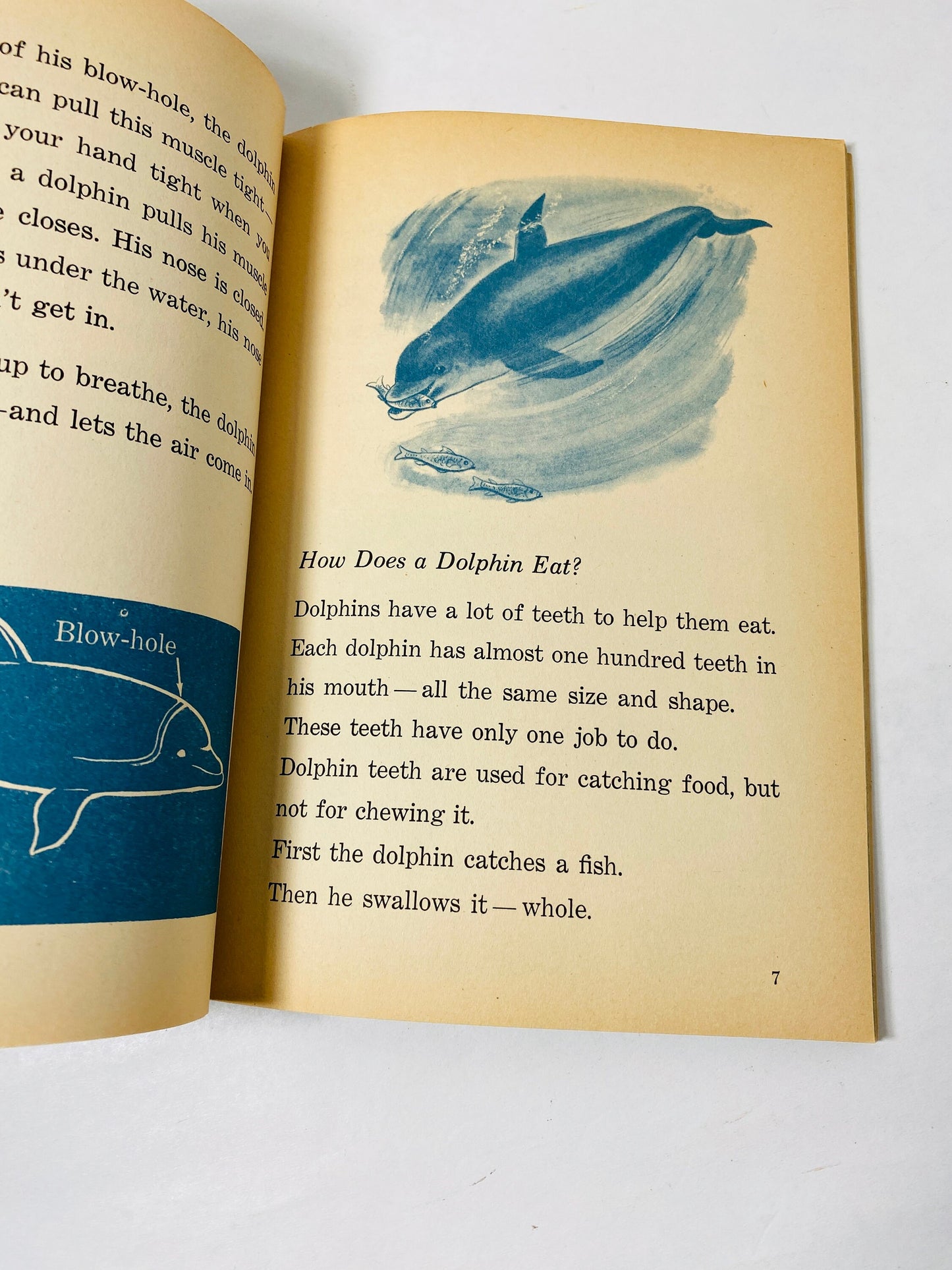 1966 Dolphins! vintage Scholastic paperback picture book. Home decor prop by Mickie Compere