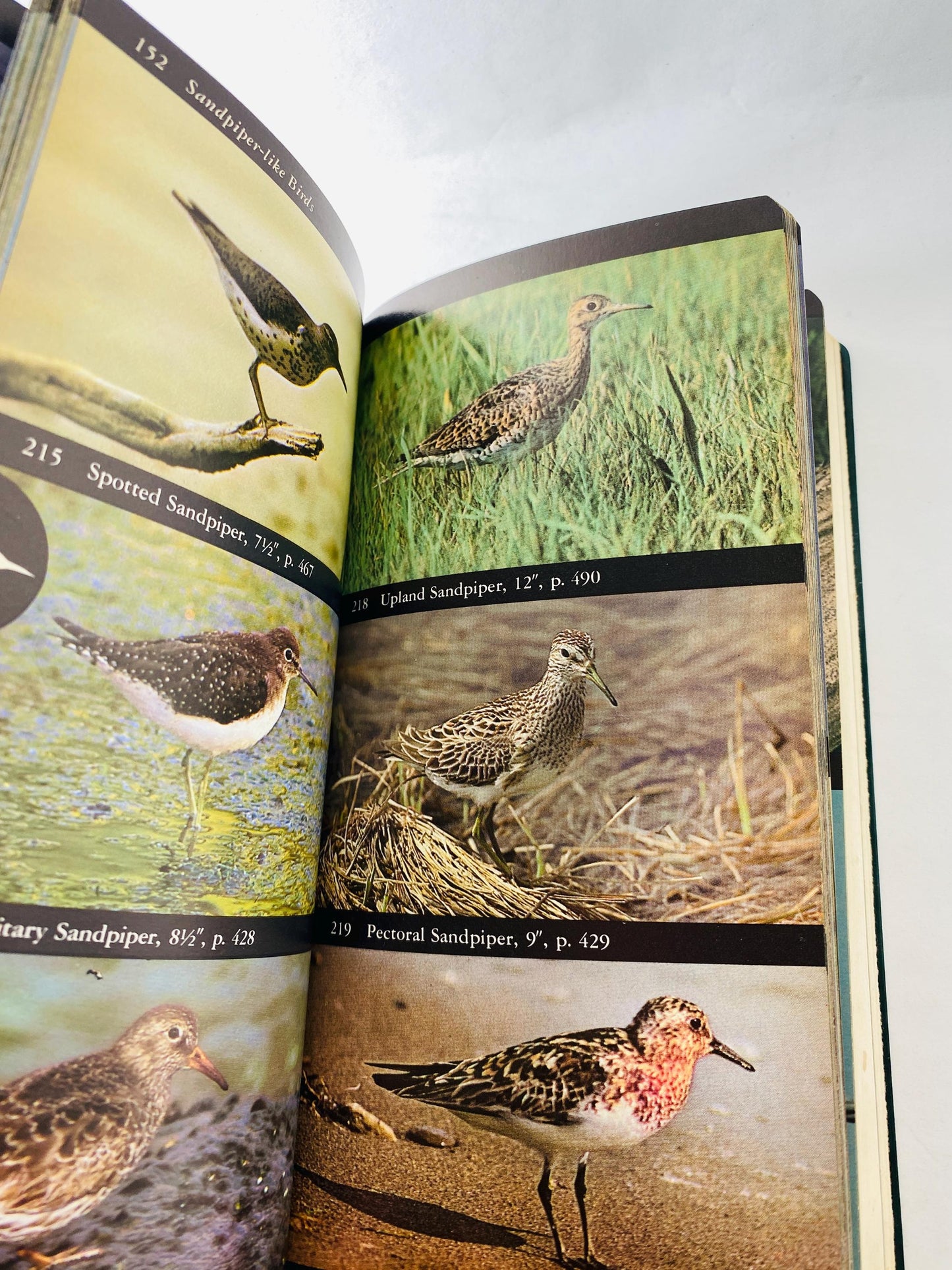 Audubon Field Guide to North American Birds, Seashells & Sea Creatures. Vintage books 1981