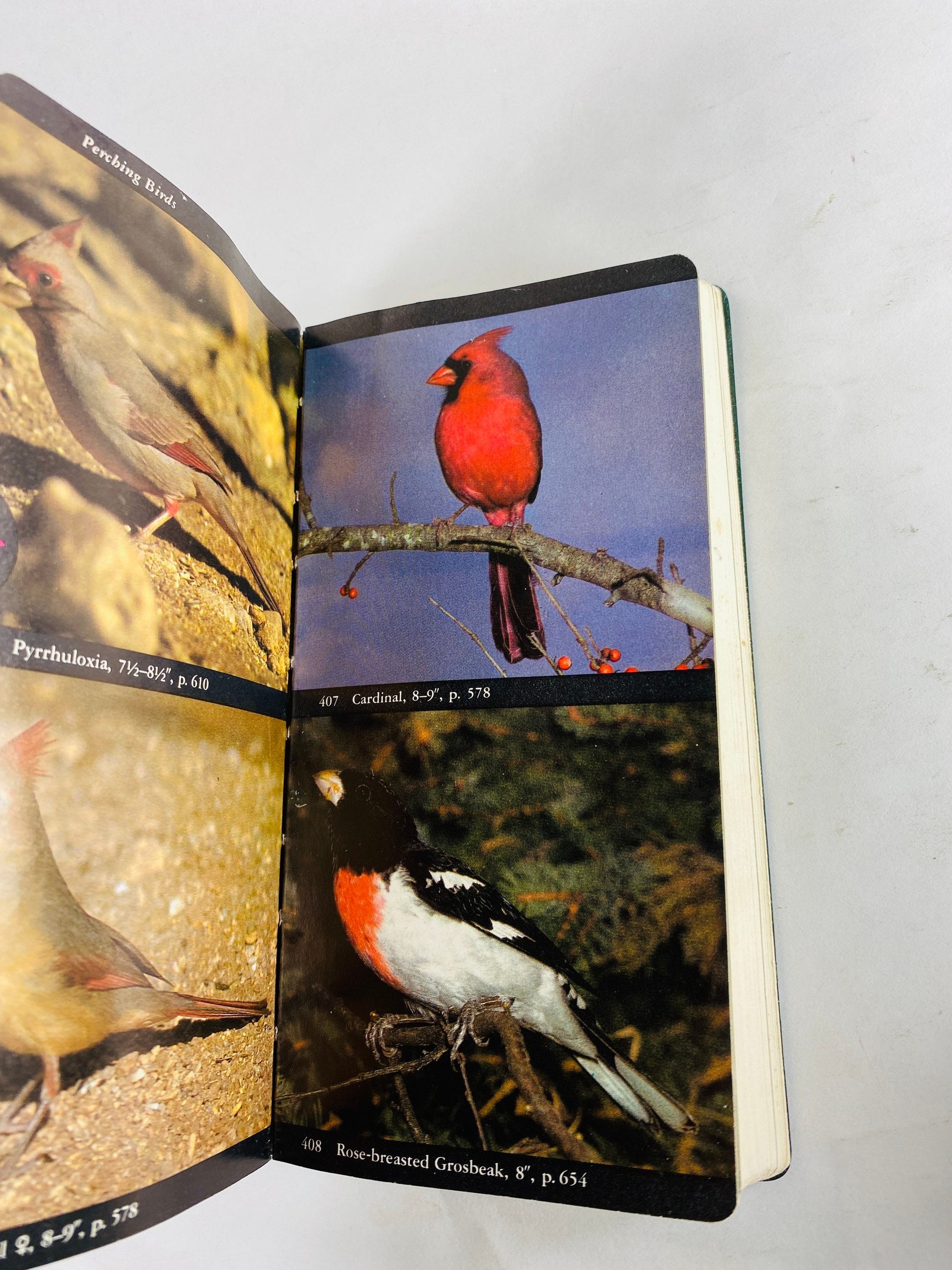 Audubon Field Guide to North American Birds, Seashells & Sea Creatures. Vintage books 1981