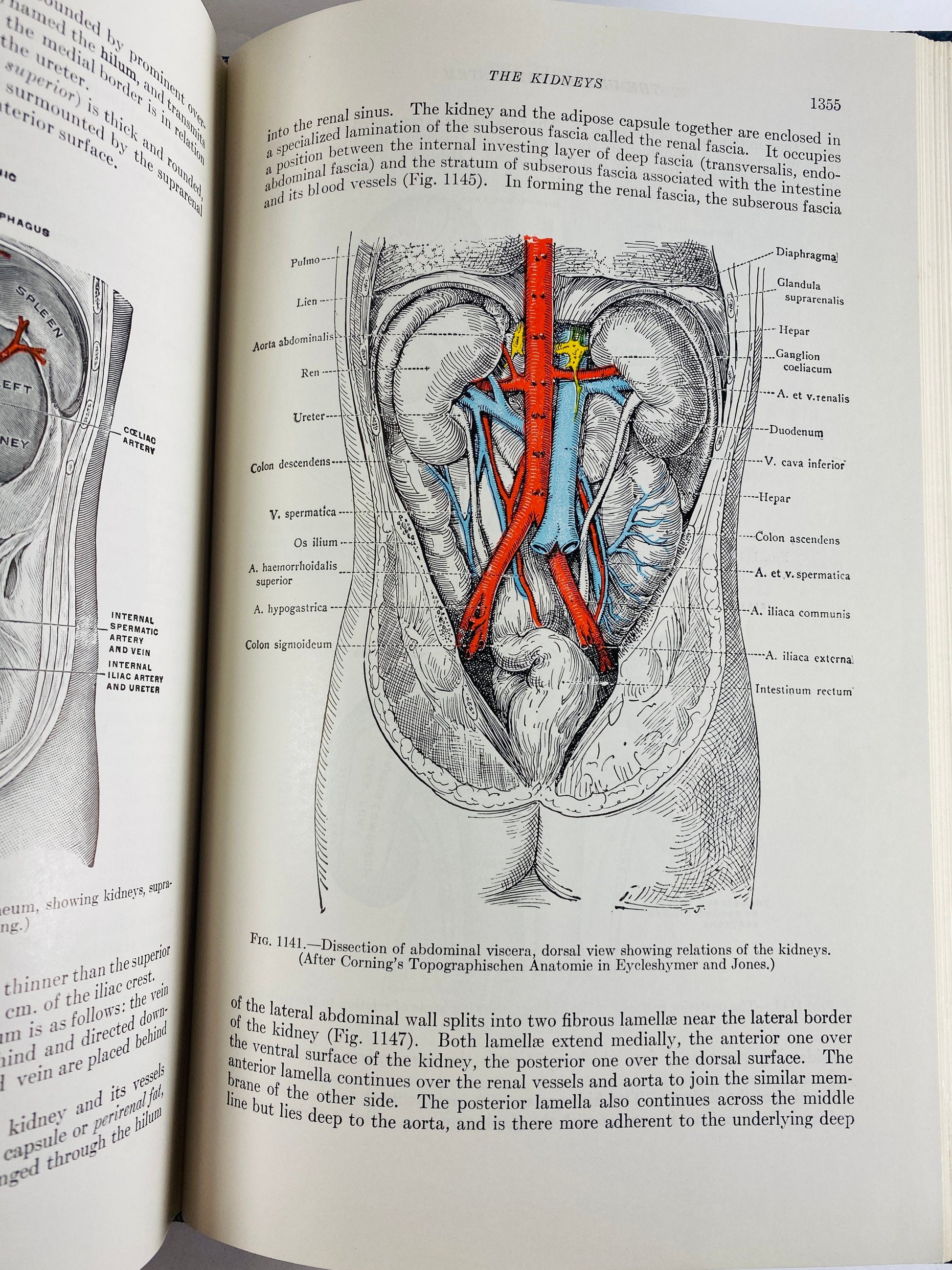 Gray's Anatomy vintage book circa 1956 by Henry Gray 26th Edition Surgery Medicine Physician Doctor gift Office decor Poor Condition