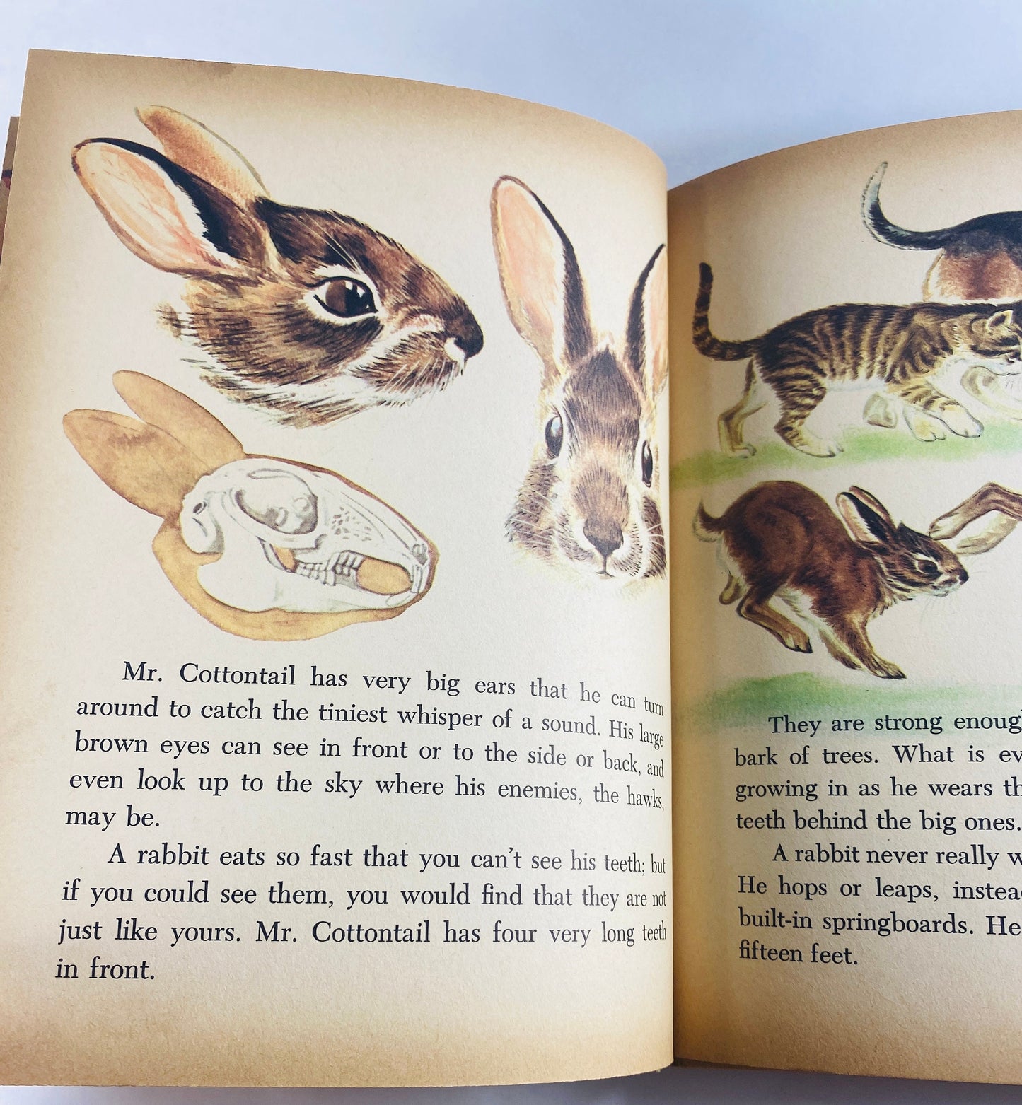 Wonder Book of Cottontails and other Rabbits vintage children's book circa 1965 by Cynthia Koehler BEAUTIFUL illustrations!